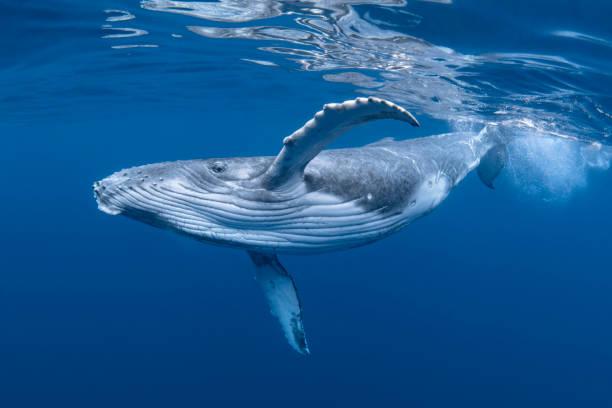 巨大クジラはなぜ打ち上げられ、爆発するのか？海からのメッセージと日本人の知恵