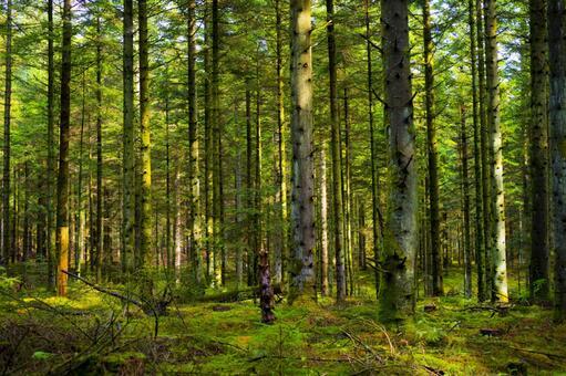 今注目の「森林レンタル」とは？自分だけの森で叶える新しいアウトドア体験