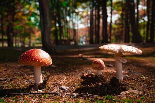 いま注目の「毒」の魅力と脅威に迫る――身近に潜む“危険”の正体