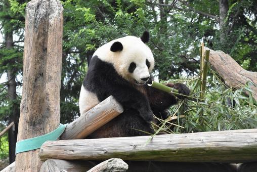 なぜ日本人はパンダを愛してきたのか──半世紀にわたる飼育の歴史と社会の記憶
