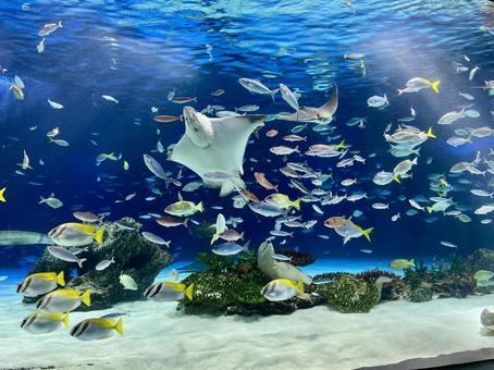 【2026年】年間パスポートがお得な水族館｜基本情報や見どころ、充実の特典を紹介