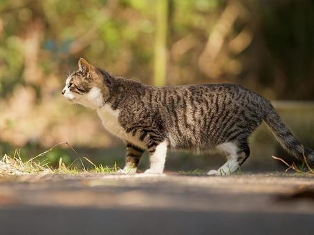 地域猫と保護猫――人と猫が共に生きるために知っておきたいこと