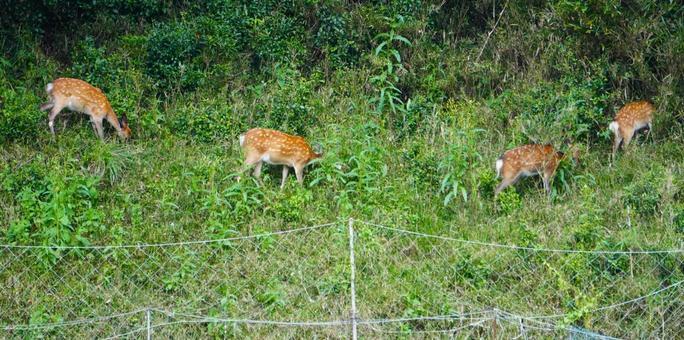 世界が実践する人と野生動物の共存戦略――北米の厳格ルールと欧州の経済モデル