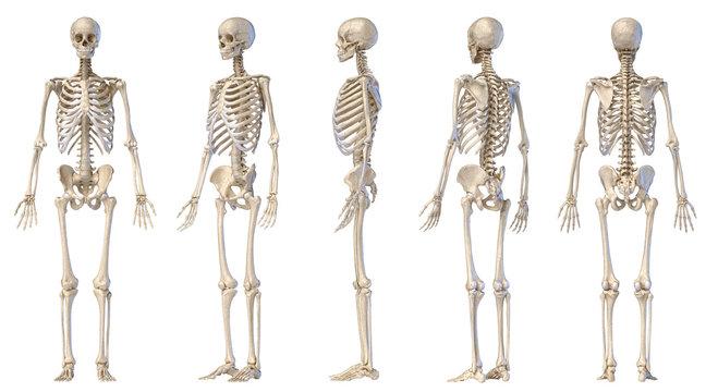 なぜ注目されて、そして消えたのか？「人体の不思議展」の光と影