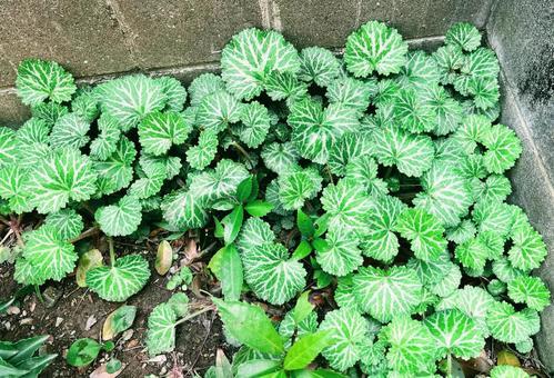 身近な野草を“もしも”の食材に ～自然の恵みを安全に取り入れる方法～