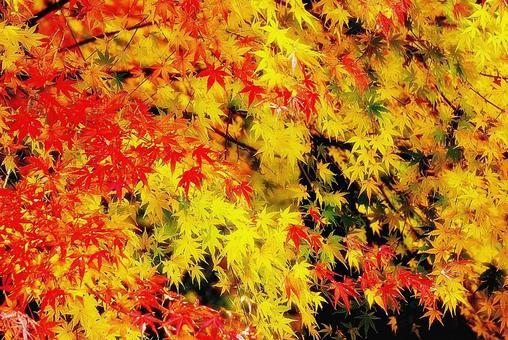 絶対に訪れたい！日本三大紅葉名所とおすすめ紅葉スポット