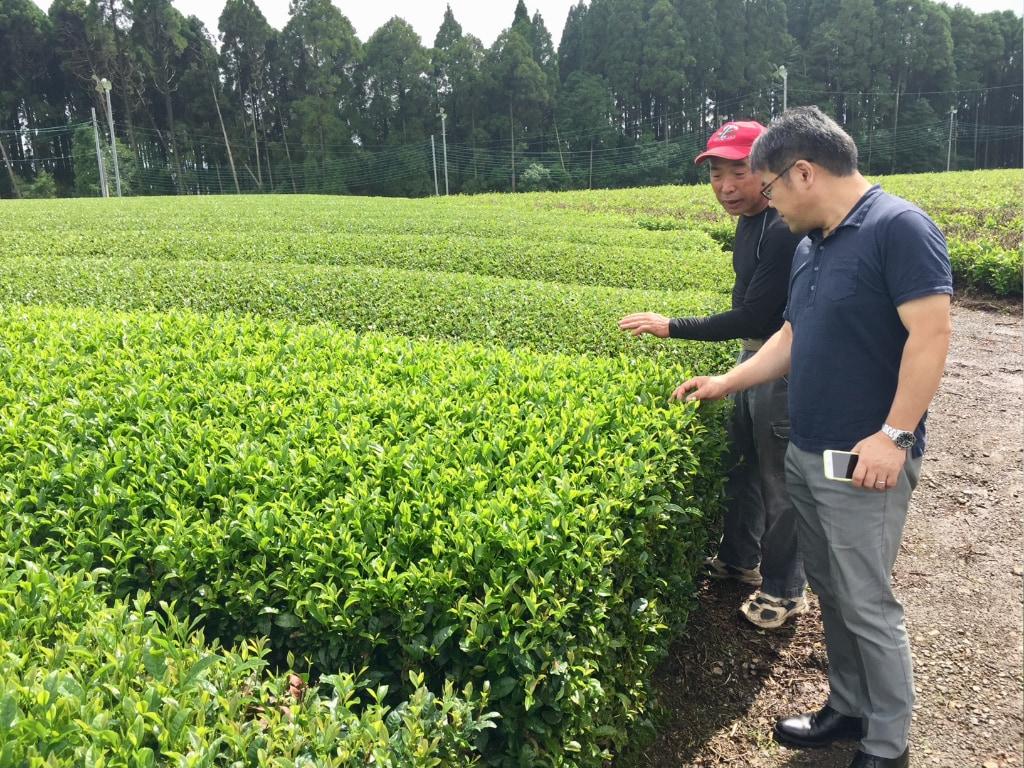 10年先、20年先も「伊右衛門」の味を守るために。茶農家の悲鳴に、サントリーはどう向き合ったのか