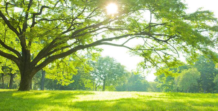 みどりの日――自然と心の豊かさを思い出す祝日