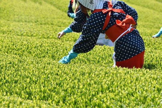 八十八夜―季節の変わり目と文化が息づく特別な一日