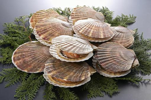 「ホタテが消える冬」 大量死が突きつける温暖化時代の水産業