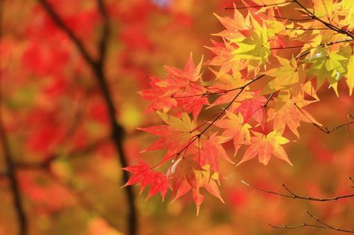 なぜ「食欲の秋」「スポーツの秋」「読書の秋」「芸術の秋」と言うの？背景や現代の楽しみ方まで解説