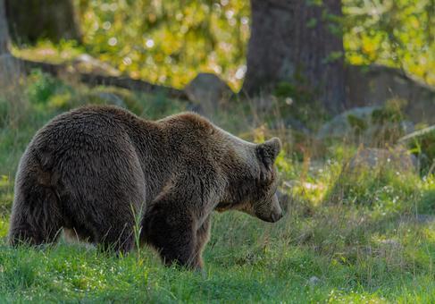 クマ撃退スプレーの正しい選び方──EPA認可品と模造品の違いを徹底比較