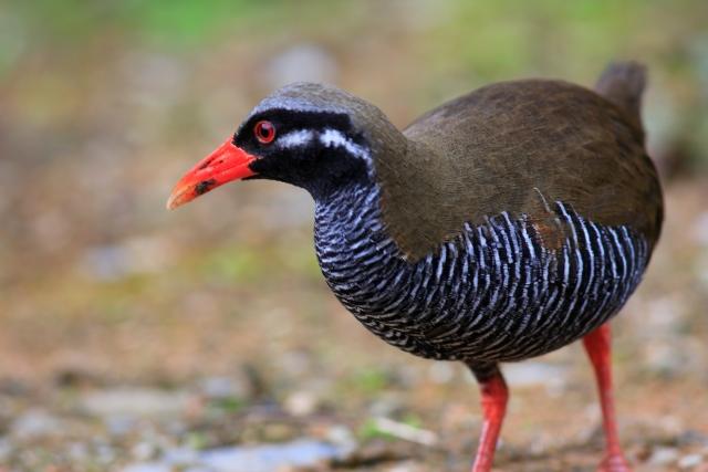 世界初！絶滅危惧種「ヤンバルクイナ」の凍結精子による人工授精成功がもたらす希望