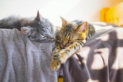 日本人と猫はいつ出会ったのか――その起源と文化の変遷