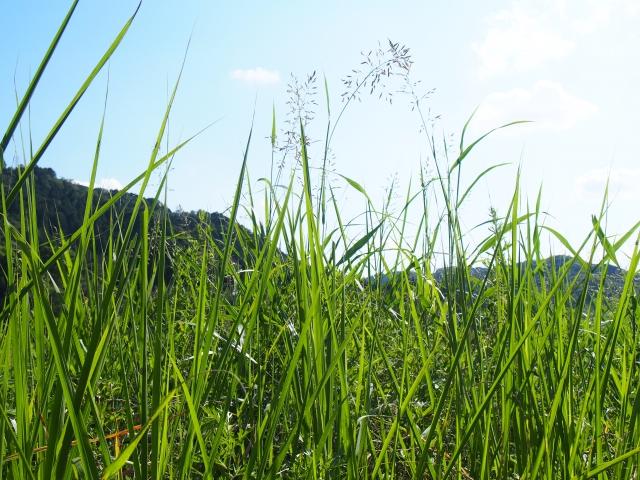 抜いても生えてくる雑草に悩まない！夏の対策と予防法