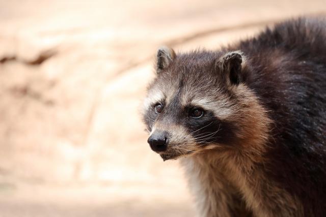 外来種って何が問題？今すぐできる生態系を守る3つの行動