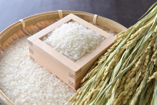 大学発の米が市場を揺らす──「ゆうだい21」が評価を高める理由