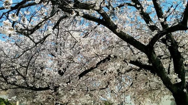 天皇・皇后両陛下が主催する「園遊会」とは？ 伝統と栄誉をめぐる物語