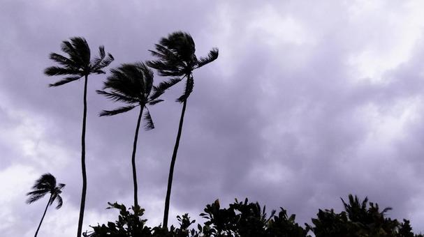 エルニーニョ現象：地球規模で天候を揺るがす「海の異変」
