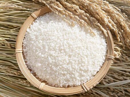 なぜ新米が安くなったのか？「高知ショック」の真相と食卓・農家に迫る危機