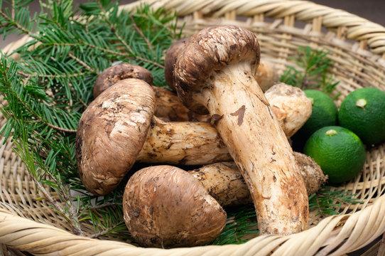 秋の味覚を極める！旬の「山の幸」がもたらす驚きの栄養と美味しい食べ方