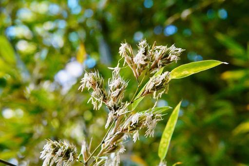 2026年、日本中で「竹の花」が一斉開花。120年に一度の不吉な予兆か、再生の儀式か？