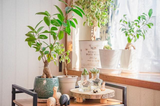 忙しい人こそ植物を──部屋を変えるグリーンの力