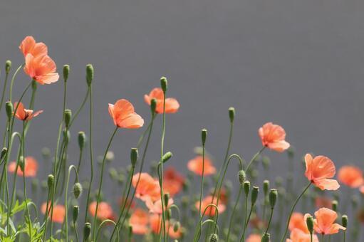 ナガミヒナゲシの正体とは？「触ると危険」の真相と、正しい駆除のタイミング