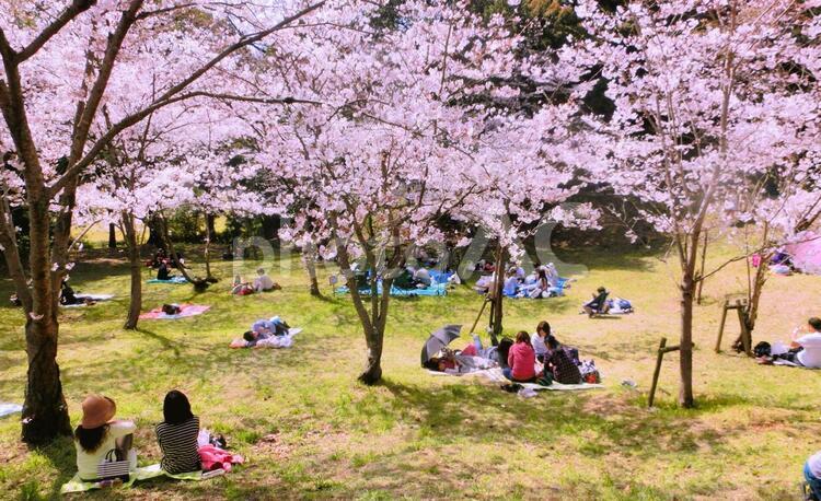 一度は訪れたい、日本の桜名所──心に残るお花見スポットの世界