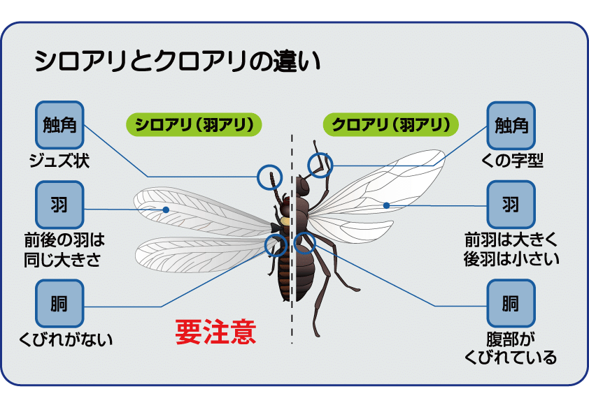 記事内画像