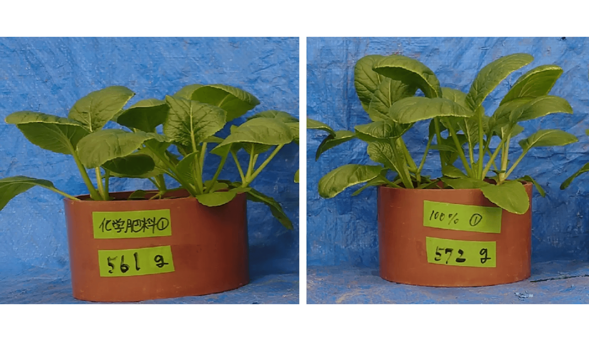 まさに錬金術。キユーピーが「野菜くず」と「鶏糞」から価値ある有機肥料を生み出す仕掛け